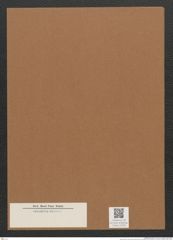 Diatomeae indet. Zeichnungen Sammlung Grunow Mappe 02700 (Herbarium_W_Grunow_drawings_Folder_02700)